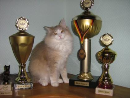 Norwegische Waldkatzen Babys traumhaft verschmusst