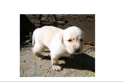 NUR NOCH 2 LABRADOR WELPEN ABZUG. 1RÜDE 1HÜNDIN