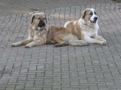 Barney wo bist Du