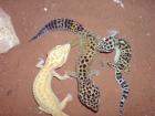 Biete 8 Leopardgeckos verschiedene Farbformen