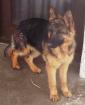 SUCHE EIN LABRADOR WELPE