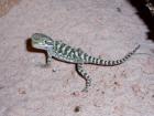 0. 0. 13 ZWERGBARTAGAMEN