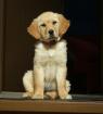 Golden Retriever Welpe Chico von Sachsen mit Papiere