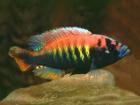 Buntbarsche Haplochromis Pundamilia nyererei
