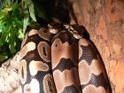 1 1 Königspythons 2022/06 DNZ Farbmutationen