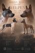 American Hairless Terrier Welpen