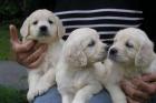 Golden - Retriever Welpen Rüden zu verkaufen