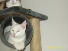 Sehr schöner und sehr ruhiger BKH-Kater mit zwei ver. Augenfarbe