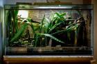Großes Tropenterrarium inkl. Beleuchtung und Zubehör