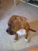 Donnie sucht dringend ein neues zu hause