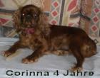 Kingcharlesspaniel