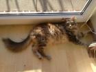 Süße liebe Maine Coon Dame