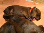 Bullmastiff/Rottweilerwelpen