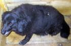 Janna kleines schwarzes Schaf die anderen Hunde greifen sie an