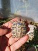 Griechische Landschildkröten Nachzuchten 2022 2023