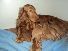 Cocker spaniel welpen