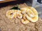 Albino Ball Pythons.